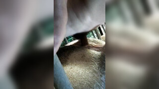 【推荐福利】养猪大亨猪圈无套猛操母猪,动物做爱牲口