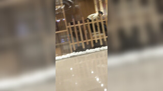 商业街一路跟踪抄底多位极品高跟美少妇各种极品骚内让人目不暇接 (8)